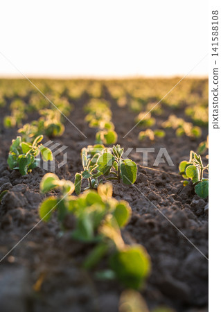 Young soybean plants growing in rows, emerging from soil in cultivated field at golden hour, agricultural farming landscape Young soybean plants growing in rows, emerging from soil in cultivated field at golden hour, agricultural farming landscape 141588108