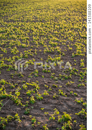 Young soybean plants growing in fertile soil, agricultural field with sprouting crops, organic farming developing Young soybean plants growing in fertile soil, agricultural field with sprouting crops, organic farming developing 141588109