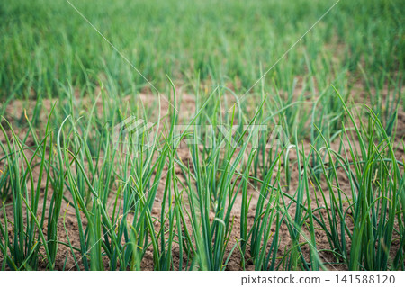 Green onion seedlings growing in rows on agricultural field, fresh vegetable crop cultivating Green onion seedlings growing in rows on agricultural field, fresh vegetable crop cultivating 141588120