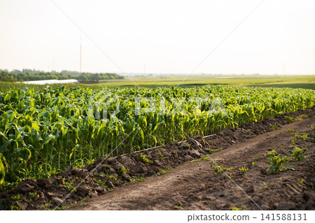 Green corn field with young crops growing in rows under a bright summer sky, showing agricultural land and rich soil Green corn field with young crops growing in rows under a bright summer sky, showing agricultural land and rich soil 141588131