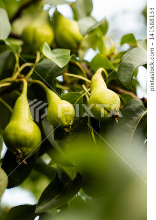 Unripe green pears hanging on branches, growing in an organic garden orchard, concept of agriculture and harvest Unripe green pears hanging on branches, growing in an organic garden orchard, concept of agriculture and harvest 141588133