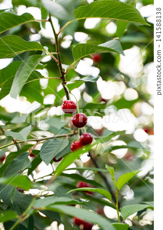 Ripe red cherries hanging from a cherry tree branch surrounded by green leaves on a summer day Ripe red cherries hanging from a cherry tree branch surrounded by green leaves on a summer day 141588138