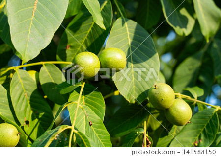 Green walnuts growing on a tree branch, highlighting nature's bounty and the fresh stage of nut development Green walnuts growing on a tree branch, highlighting nature's bounty and the fresh stage of nut development 141588150