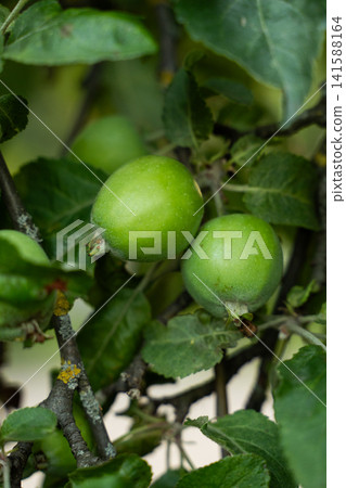 Young green apples growing on a branch in an orchard, symbolizing growth, fresh fruit, and healthy development Young green apples growing on a branch in an orchard, symbolizing growth, fresh fruit, and healthy development 141588164