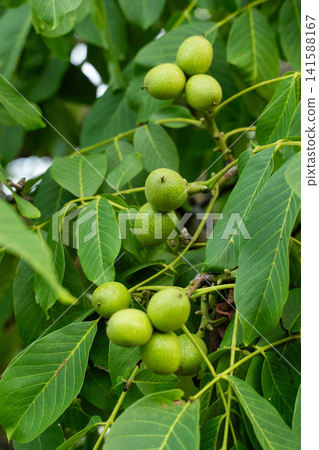 Green walnuts growing on a walnut tree branch with fresh leaves, showing early fruit development in an orchard Green walnuts growing on a walnut tree branch with fresh leaves, showing early fruit development in an orchard 141588167