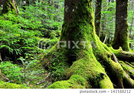 The primeval forest and moss of Shirakoma Forest (Moss Forest) in Nagano Prefecture The primeval forest and moss of Shirakoma Forest (Moss Forest) in Nagano Prefecture 141588212