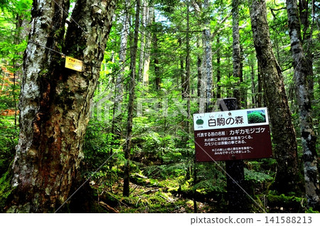 Nagano Prefecture: Shirakoma Pond area, Shirakoma Forest and information board Nagano Prefecture: Shirakoma Pond area, Shirakoma Forest and information board 141588213