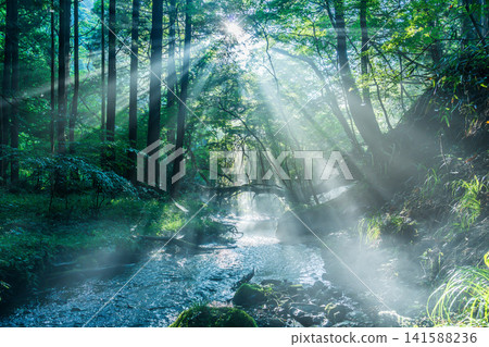 Rays of light shining into the babbling stream of groundwater from Mt. Fuji, in Inokashira, Fujinomiya City. Rays of light shining into the babbling stream of groundwater from Mt. Fuji, in Inokashira, Fujinomiya City. 141588236