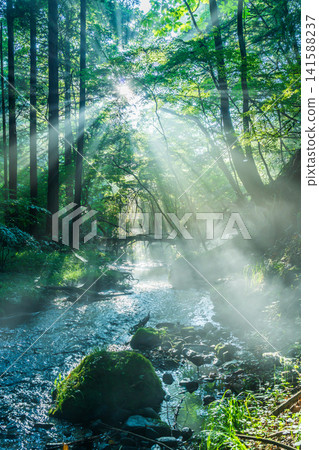 Rays of light shining into the babbling stream of groundwater from Mt. Fuji, in Inokashira, Fujinomiya City. Rays of light shining into the babbling stream of groundwater from Mt. Fuji, in Inokashira, Fujinomiya City. 141588237