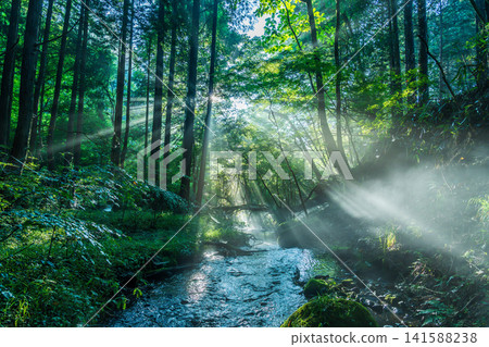 Rays of light shining into the babbling stream of groundwater from Mt. Fuji, in Inokashira, Fujinomiya City. Rays of light shining into the babbling stream of groundwater from Mt. Fuji, in Inokashira, Fujinomiya City. 141588238