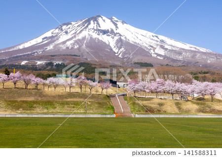 A row of cherry trees in Iwakiyama Comprehensive Park, facing the Oyamazakura Necklace Road in Hyakusawa Susono, Hirosaki City, Aomori Prefecture, and the snow-capped Mt. Iwaki. A row of cherry trees in Iwakiyama Comprehensive Park, facing the Oyamazakura Necklace Road in Hyakusawa Susono, Hirosaki City, Aomori Prefecture, and the snow-capped Mt. Iwaki. 141588311