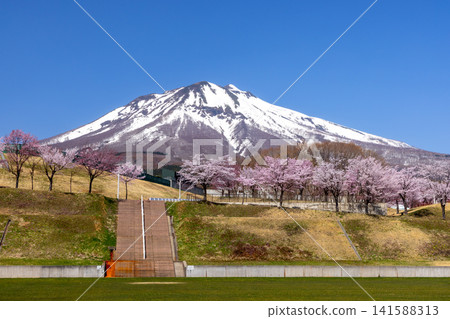 A row of cherry trees in Iwakiyama Comprehensive Park, facing the Oyamazakura Necklace Road in Hyakusawa Susono, Hirosaki City, Aomori Prefecture, and the snow-capped Mt. Iwaki. 141588313