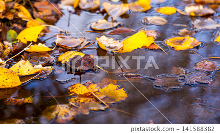 Yellow and brown autumn leaves floating on dark water surface Yellow and brown autumn leaves floating on dark water surface 141588382