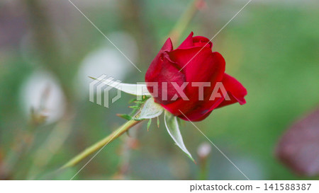 Red rose bud on stem in garden Red rose bud on stem in garden 141588387