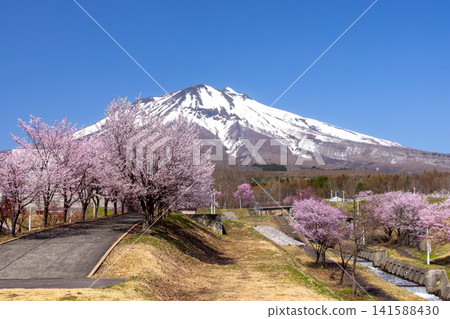 A row of cherry trees in Iwakiyama Comprehensive Park, facing the Oyamazakura Necklace Road in Hyakusawa Susono, Hirosaki City, Aomori Prefecture, and the snow-capped Mt. Iwaki. A row of cherry trees in Iwakiyama Comprehensive Park, facing the Oyamazakura Necklace Road in Hyakusawa Susono, Hirosaki City, Aomori Prefecture, and the snow-capped Mt. Iwaki. 141588430