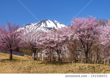 岩木山綜合公園內一排的櫻花樹，面向青森縣弘前市百澤裾野的大山櫻項鍊路和白雪皚皚的岩木山。 141588431