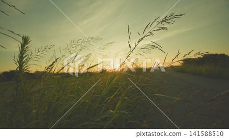夏日落日和蒲葦草 141588510