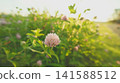 小花與日落 141588512