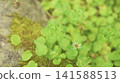 四片葉子的三葉草 141588513