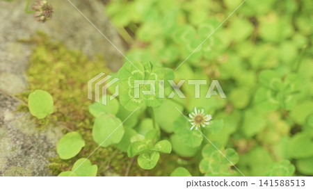 四片葉子的三葉草 141588513