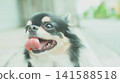吉娃娃凝視 141588518