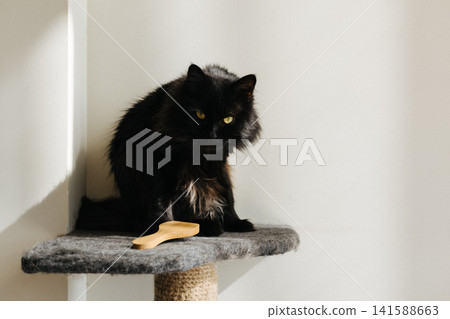 Beautiful long-haired fluffy black domestic cat resting on a cat tree in warm natural sunlight. Cozy home interior, feline pet portrait. Beautiful long-haired fluffy black domestic cat resting on a cat tree in warm natural sunlight. Cozy home interior, feline pet portrait. 141588663