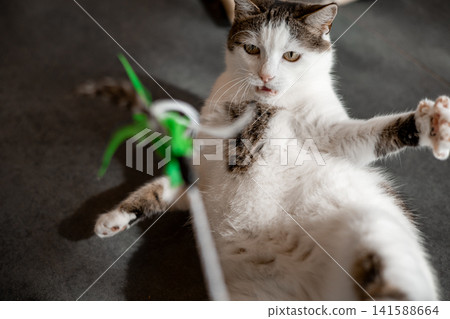 Curious domestic cat playing with a feather wand toy indoors. Expressive action shot capturing playful behavior, pet enrichment, hunting instinct and joyful home lifestyle. Playful and funny kitty. Curious domestic cat playing with a feather wand toy indoors. Expressive action shot capturing playful behavior, pet enrichment, hunting instinct and joyful home lifestyle. Playful and funny kitty. 141588664