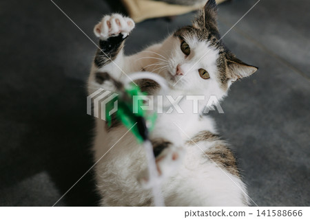Curious domestic cat playing with a feather wand toy indoors. Expressive action shot capturing playful behavior, pet enrichment, hunting instinct. Curious domestic cat playing with a feather wand toy indoors. Expressive action shot capturing playful behavior, pet enrichment, hunting instinct. 141588666