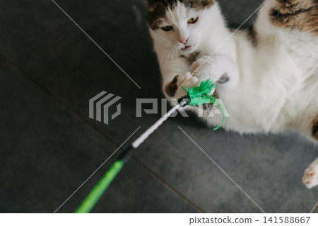 Curious domestic cat playing with a feather wand toy indoors. Expressive action shot capturing playful behavior, pet enrichment, hunting instinct. Curious domestic cat playing with a feather wand toy indoors. Expressive action shot capturing playful behavior, pet enrichment, hunting instinct. 141588667