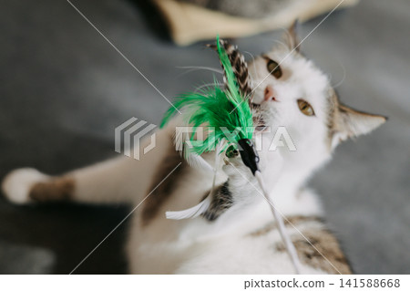 Curious domestic cat playing with a feather wand toy indoors. Expressive action shot capturing playful behavior, pet enrichment, hunting instinct. Curious domestic cat playing with a feather wand toy indoors. Expressive action shot capturing playful behavior, pet enrichment, hunting instinct. 141588668