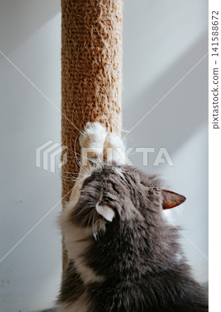 Long-haired tabby gray domestic cat sharpening its claws on a sisal scratching post in natural sunlight. Cozy indoor pet lifestyle showcasing healthy feline behavior, enrichment and home comfort. 141588672