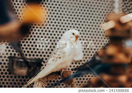 A white budgerigar perched on a natural wooden branch inside an indoor aviary. A peaceful portrait showcasing elegant plumage. A pet bird in a cage. A white budgerigar perched on a natural wooden branch inside an indoor aviary. A peaceful portrait showcasing elegant plumage. A pet bird in a cage. 141588688