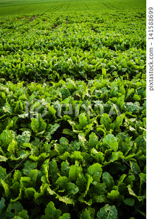 Green sugar beet plants growing in a vast agricultural field, rows of lush crops thriving on farmland Green sugar beet plants growing in a vast agricultural field, rows of lush crops thriving on farmland 141588699