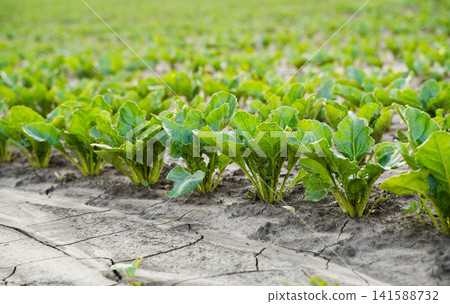Young green sugar beet plants growing in rows in vast agricultural field on cracked dry soil Young green sugar beet plants growing in rows in vast agricultural field on cracked dry soil 141588732