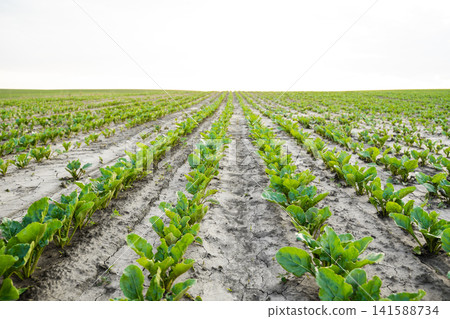 Green sugar beet crops growing in linear rows across a vast agricultural field under a clear sky Green sugar beet crops growing in linear rows across a vast agricultural field under a clear sky 141588734