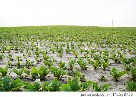 Young sugar beet plants growing in rows on a rural farmland field under a clear sky, showing agricultural development Young sugar beet plants growing in rows on a rural farmland field under a clear sky, showing agricultural development 141588736