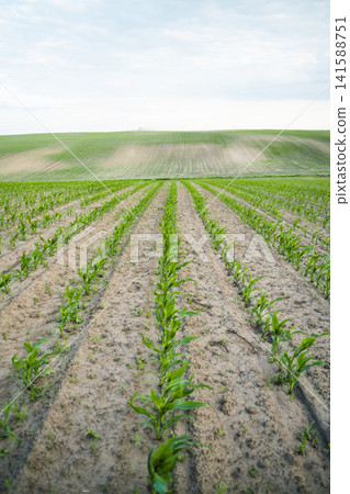 Young corn seedlings growing in neat rows across a vast field with rolling green hills and a cloudy sky Young corn seedlings growing in neat rows across a vast field with rolling green hills and a cloudy sky 141588751