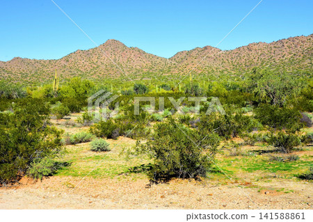 Sonoran Desert Arizona Sonoran Desert Arizona 141588861