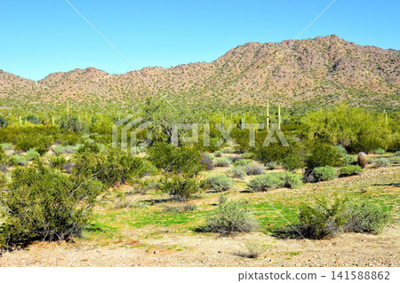 Sonoran Desert Arizona Sonoran Desert Arizona 141588862