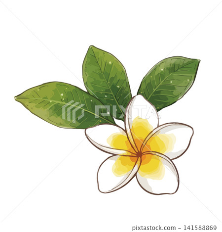 一幅充滿熱辣氣息的雞蛋花插畫 一幅充滿熱辣氣息的雞蛋花插畫 141588869