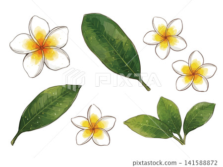 一幅充滿熱辣氣息的雞蛋花插畫 141588872