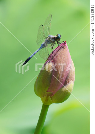 一隻蜻蜓停在蓮花上。 一隻蜻蜓停在蓮花上。 141588915