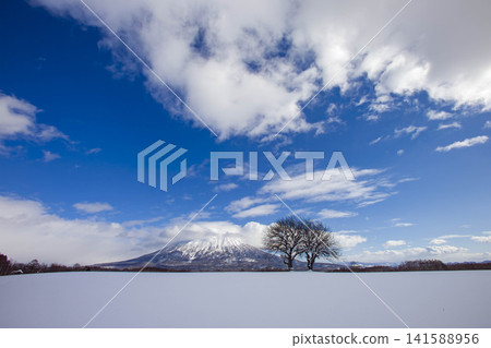 光禿禿的樹木矗立在雪地上,羊蹄山,二世古的冬季景觀。 光禿禿的樹木矗立在雪地上,羊蹄山,二世古的冬季景觀。 141588956