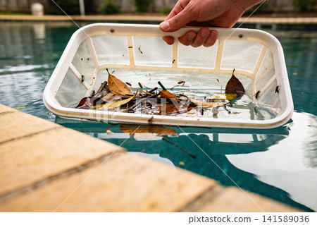 Hand holding a pool skimmer net filled with leaves and insects Hand holding a pool skimmer net filled with leaves and insects 141589036