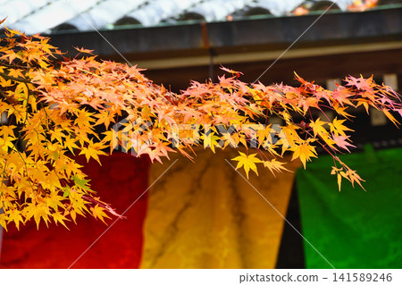京都今熊野觀音寺:美麗的紅葉(京都府京都市東山區) 京都今熊野觀音寺:美麗的紅葉(京都府京都市東山區) 141589246