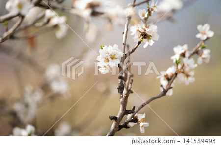 Spring, almond blossom on a tree Spring, almond blossom on a tree 141589493