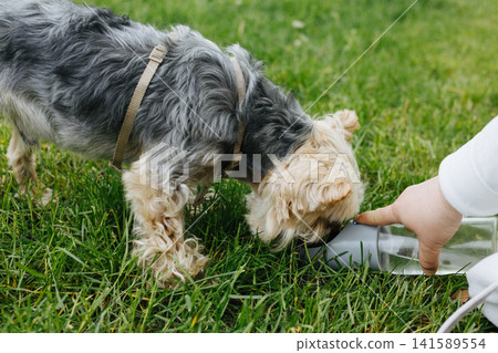Small Yorkshire Terrier drinking water from a portable travel bottle during a walk in the park. Close up lifestyle photo of pet care outdoors with green grass background and responsible dog ownership. Small Yorkshire Terrier drinking water from a portable travel bottle during a walk in the park. Close up lifestyle photo of pet care outdoors with green grass background and responsible dog ownership. 141589554