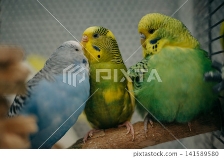 Three colorful budgerigars resting together inside an indoor aviary. A natural portrait capturing social behavior, vibrant plumage and the charm of companion birds in a peaceful home environment. Three colorful budgerigars resting together inside an indoor aviary. A natural portrait capturing social behavior, vibrant plumage and the charm of companion birds in a peaceful home environment. 141589580