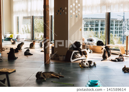 Multiple domestic cats relaxing in a bright modern cat cafe or adoption center filled with natural sunlight. Cozy pet-friendly interior Feline welfare Multiple domestic cats relaxing in a bright modern cat cafe or adoption center filled with natural sunlight. Cozy pet-friendly interior Feline welfare 141589614