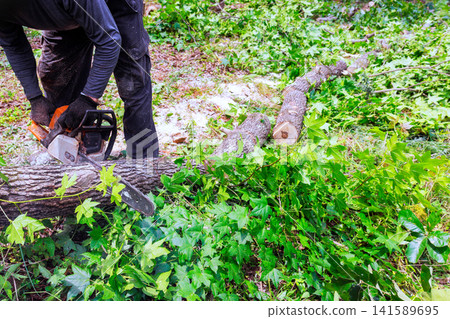 Contractor uses chainsaw to cut fallen tree while surrounded by green leaves sunlight in forest. Contractor uses chainsaw to cut fallen tree while surrounded by green leaves sunlight in forest. 141589695
